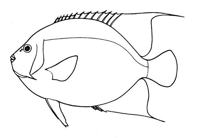 Representative of the family Pomacanthidae (Nelson, 2006, pg. 379)